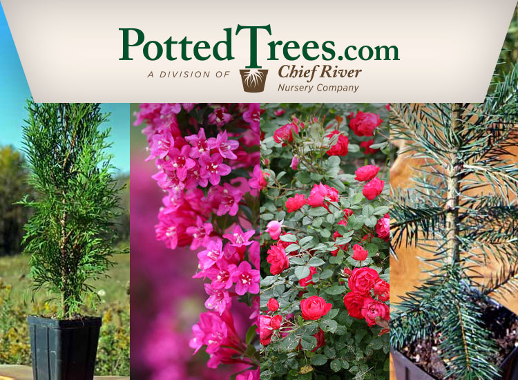 pottedtrees.com